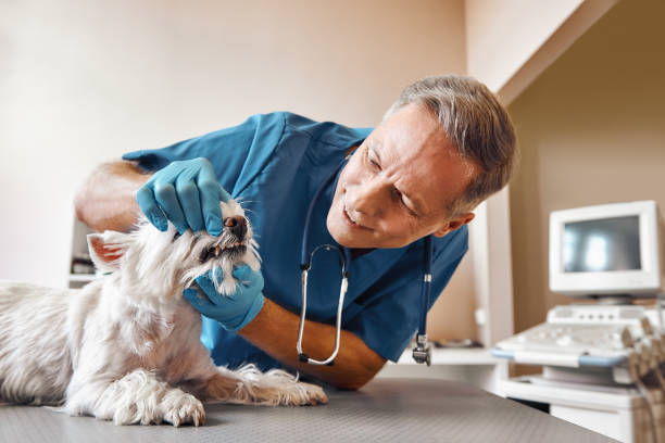 Best Emergency Dentist for Knocked-Out Tooth in Cortland, IL